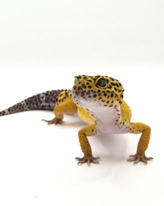 Geco leopardino