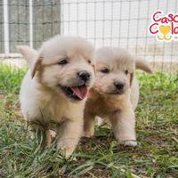 Golden retriever cuccioli color crema