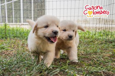 Golden retriever cuccioli color crema