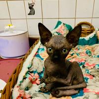 Sphynx maschio sverminato vaccinato microchip