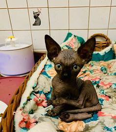 Sphynx maschio sverminato vaccinato microchip