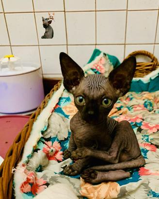 Sphynx maschio sverminato vaccinato microchip