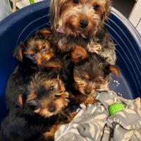 Vendita cuccioli yorshier terrier razza media