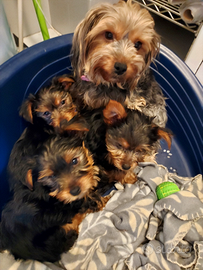 Vendita cuccioli yorshier terrier razza media