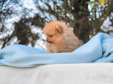 Pomerania Toy disponibile