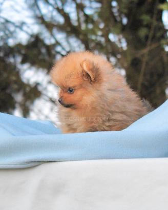 Pomerania Toy disponibile