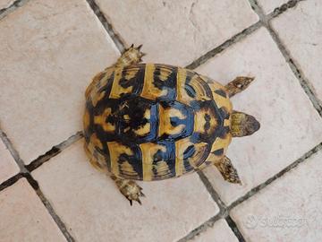 femmina tartaruga Testudo hermanni