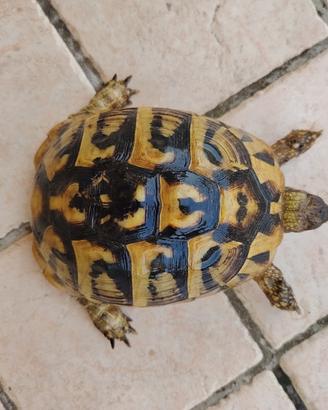 femmina tartaruga Testudo hermanni