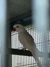 Maschio albino