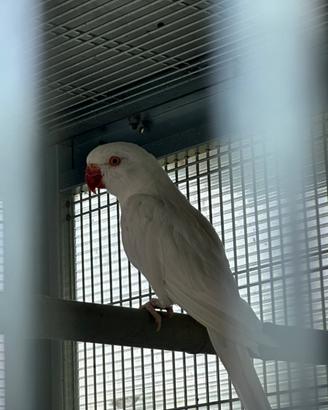 Maschio albino