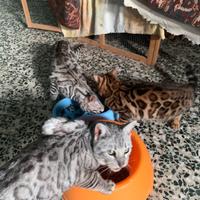 Gatte Bengala adulte già sterilizzate