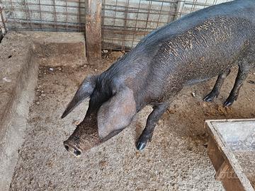 Meravigliosa scrofetta di suino nero di Calabria