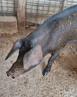Meravigliosa scrofetta di suino nero di Calabria