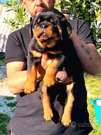 Cuccioli rottweiler