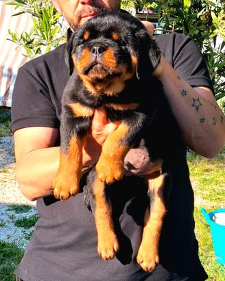 Cuccioli rottweiler