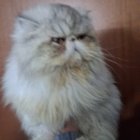 Gatta persiana