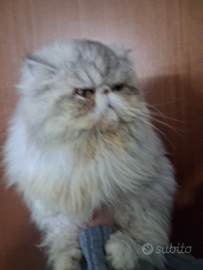 Gatta persiana