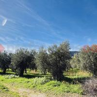 Terreno Agricolo Terracina [Cod. rif 3290200VCG]