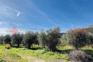 Terreno Agricolo Terracina [Cod. rif 3290200VCG]