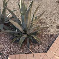 Agave adulta -ritiro in loco a carico acquirente