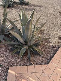 Agave adulta -ritiro in loco a carico acquirente