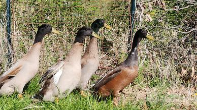 Paperi, anatre maschio indian runner