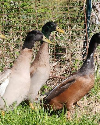 Paperi, anatre maschio indian runner