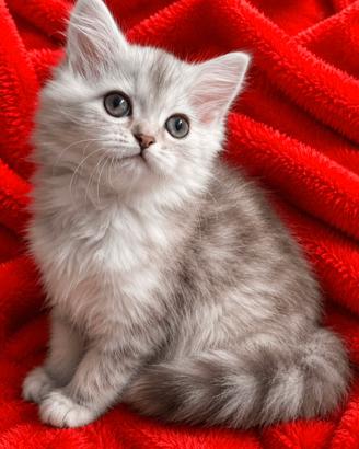 Gattina femmina (genitori Persiani normotipici)