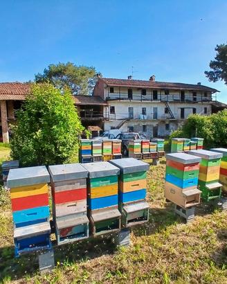 40 alveari completi (prezzo di un singolo alveare)
