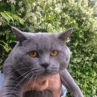 Accoppiamento British Shorthair