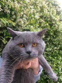 Accoppiamento British Shorthair