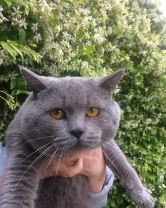Accoppiamento British Shorthair