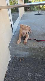 Cucciolo pitbull