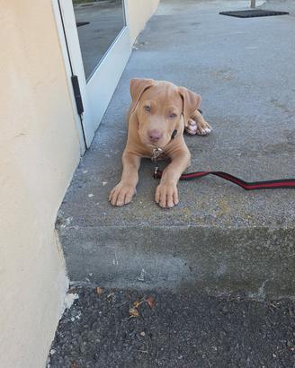 Cucciolo pitbull