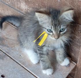 Gattini siberiani ipoallergenici con pedigree