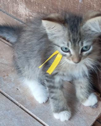 Gattini siberiani ipoallergenici con pedigree