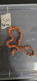 Serpenti del grano (elaphe)/pitone/boa