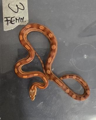 Serpenti del grano (elaphe)/pitone/boa