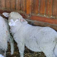 Agnello ile de france