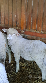 Agnello ile de france