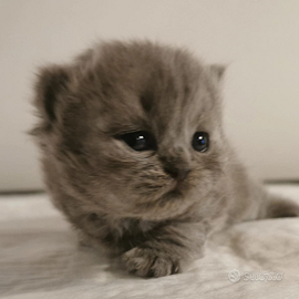 British shorthair e longhair cuccioli
