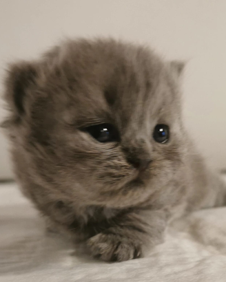 British shorthair e longhair cuccioli