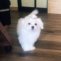Cuccioli Maltese mini Toy