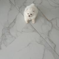 Cuccioli di Spitz di Pomerania