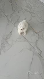 Cuccioli di Spitz di Pomerania