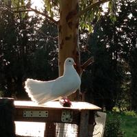 Colombe bianche