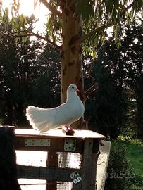 Colombe bianche