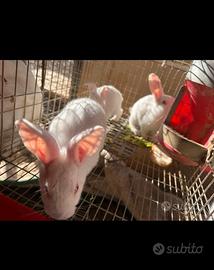 Conigli da riproduzione - carne