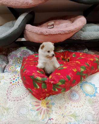 Spitz Toy maschio e femmina per rimborso 