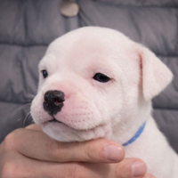 Cucciolo Staffordshire bull terrier